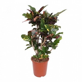 Кодиеум Магнифисент / Codiaeum Magnificent
