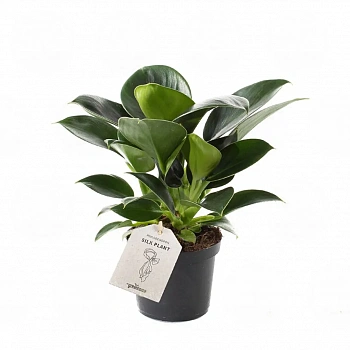 Филодендрон erubescens 'Green Princess'