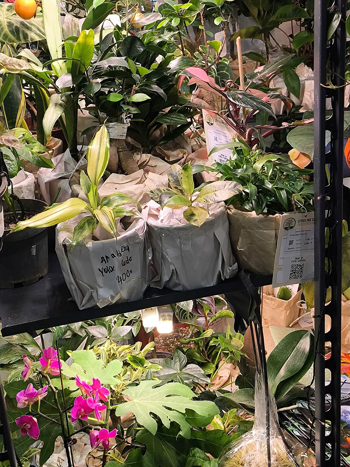 Цитрус Микс Экзотика на URBAN JUNGLE FEST в Санкт-Петербурге