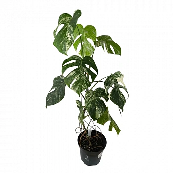 Монстера deliciosa "Variegata"