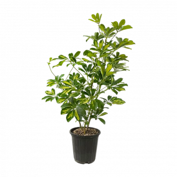 Шеффлера "Тринити" / Schefflera arbor."Trinitte"