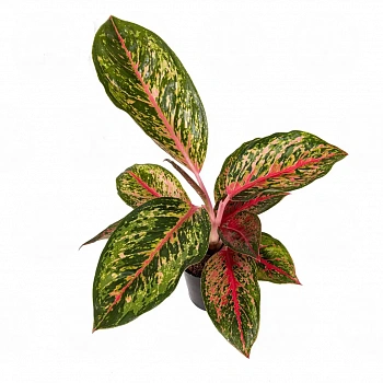 Аглаонема 'Lychee Red'