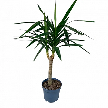 Юкка гигантская / Yucca gigantea