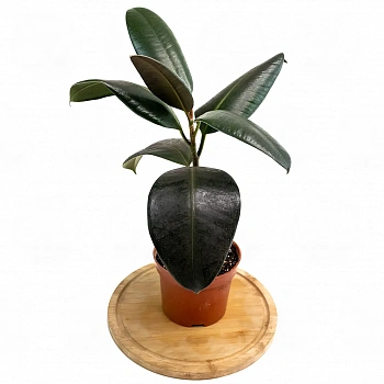 Фикус эластика "Абиджан" / Ficus elastica "Abidjan"