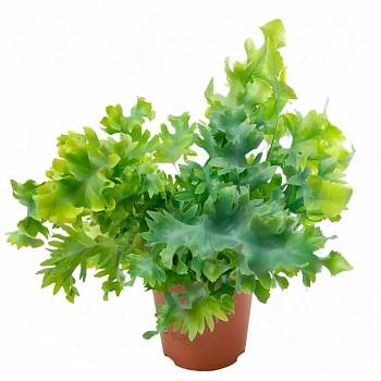 Флебодиум Давана / Phlebodium Aureum Davana