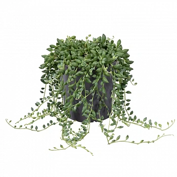 Крестовник Роули / Senecio Rowleyanus