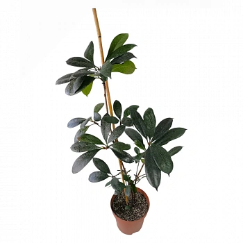 Фикус циатистипула / Ficus Cyathistipula