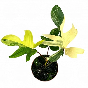 Филодендрон FLORIDA BEAUTY VARIEGATA