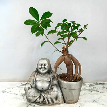 Бонсай Фикус Микрокарпа Ginseng/ Ficus Ginseng