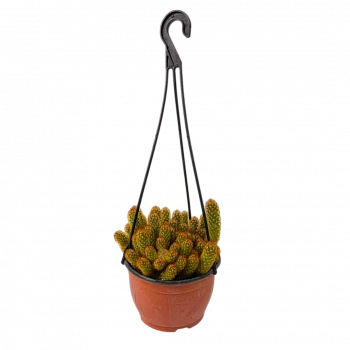 Маммиллярия удлиненная / Mammilaria elongata (подвесная)