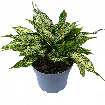 Аглаонема "Сноу Уайт" / Aglaonema "Snow white"