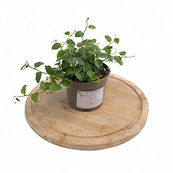 Фикус Пумила Вайт Санни /Ficus pumila White Sunny