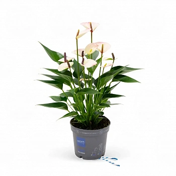 Антуриум Карма Липа / Anthurium KARMA LIPA
