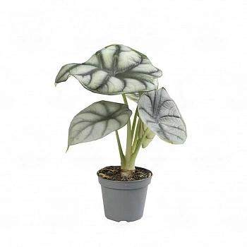 Алоказия Сильвер Дракон / Alocasia Baginda Silver Dragon
