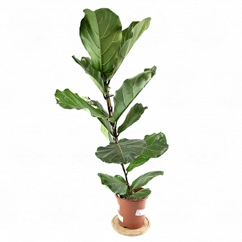 Фикус лировидный / Ficus lyrata