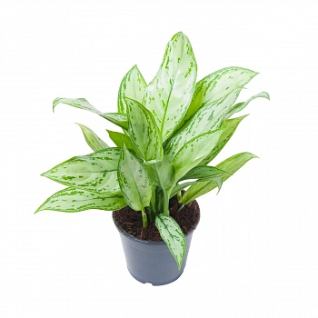 Аглаонема Сильвер Квин / Aglaonema Silver Queen