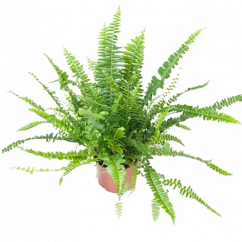 Нефролепис "Green Lady"