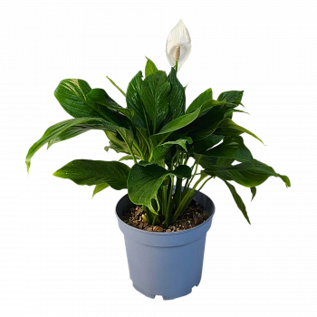 Спатифиллум / Spathiphyllum
